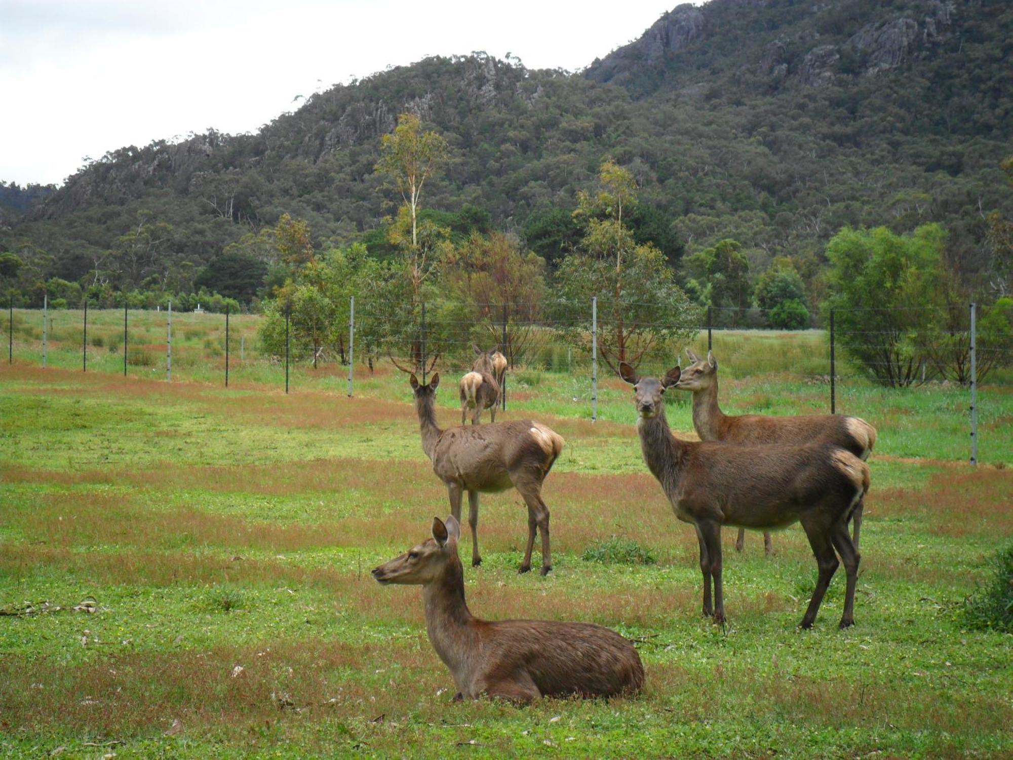 Grampians Chalets Halls Gap Exteriör bild