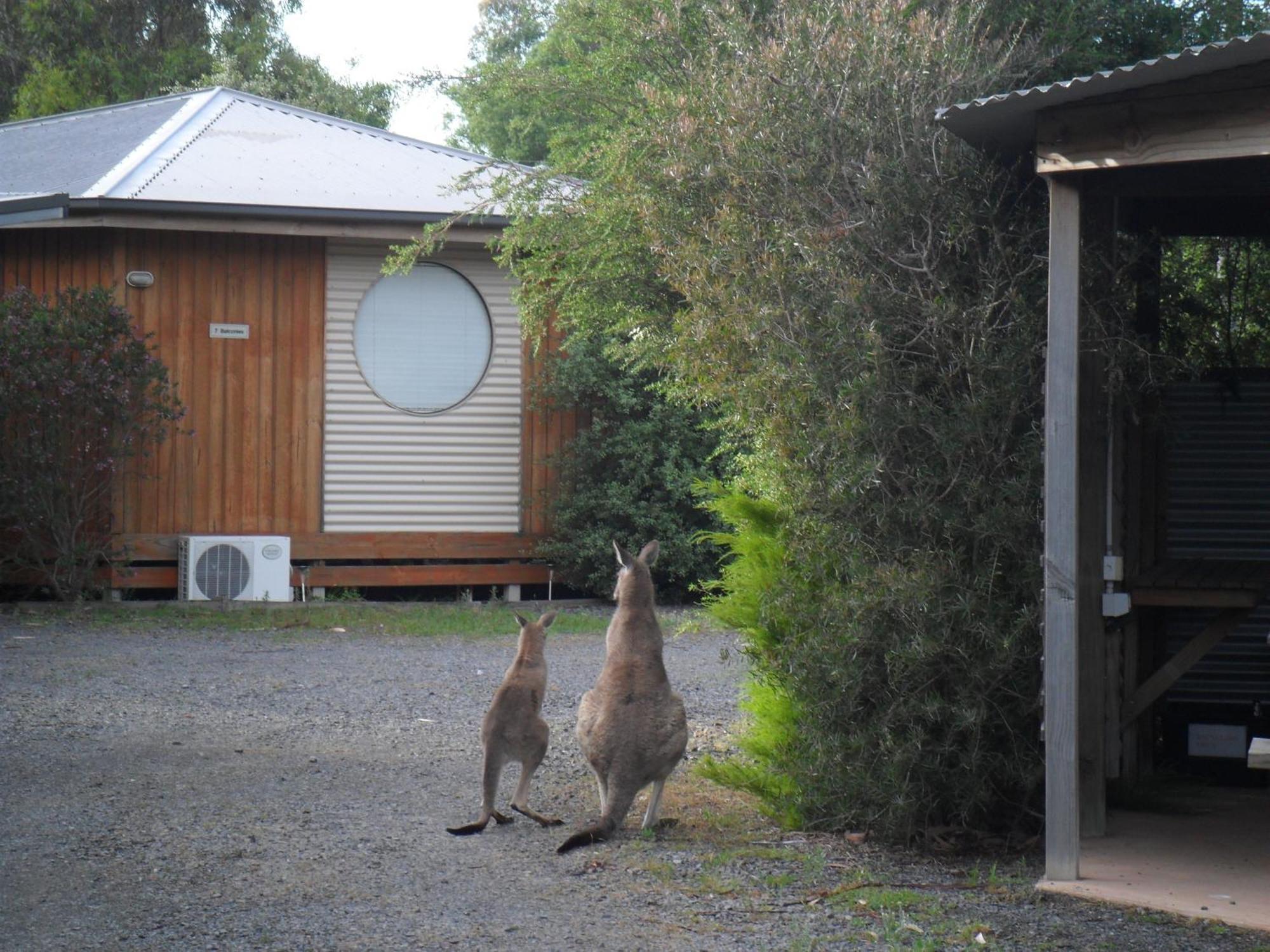 Grampians Chalets Halls Gap Exteriör bild