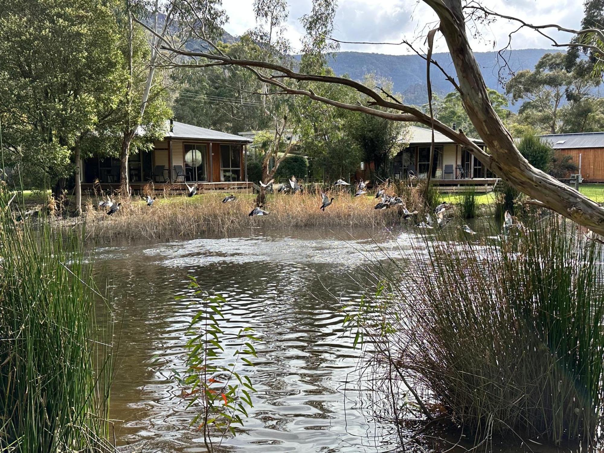 Grampians Chalets Halls Gap Exteriör bild